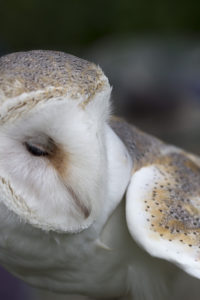Here is a barn owl we met two weeks ago on a lovely relaxing day out with family. (Photo by talkie_tim)
