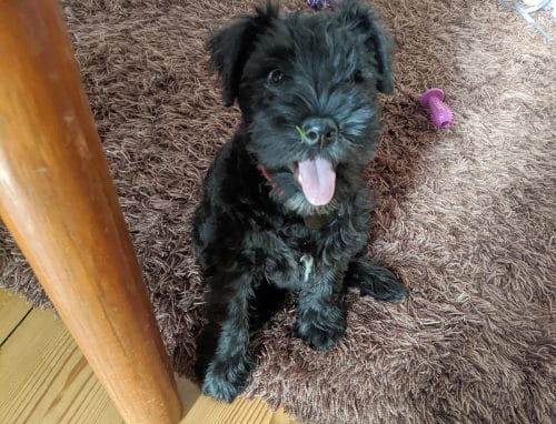 Beckett the cute dog