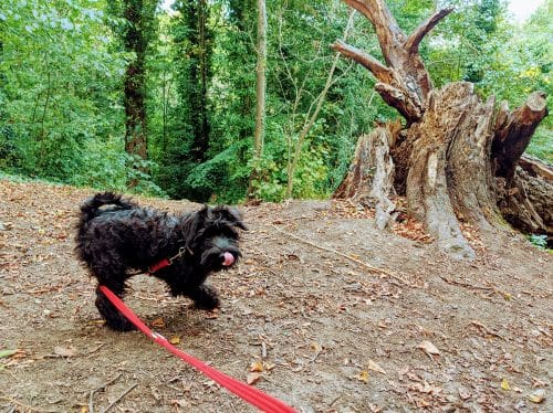 Beckett in the woods