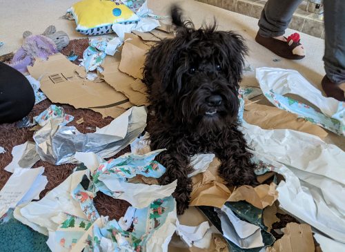 Beckett enjoys the wrapping paper