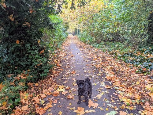 Beckett in one of our local parks